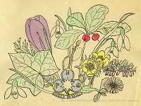 vr. dnk red. Padvindster - coll. H. v. Dalen
